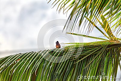 A red-vented bulbul, an exotically bird, is sitting on a twig Stock Photo