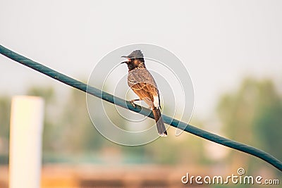 The red-vented bulbul is a member of the bulbul family Stock Photo