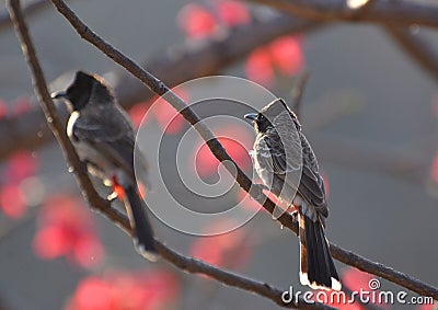 Red vented bulbul pair in Bhopal, India Stock Photo