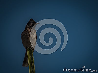 The red-vented bulbul Pycnonotus cafer Stock Photo