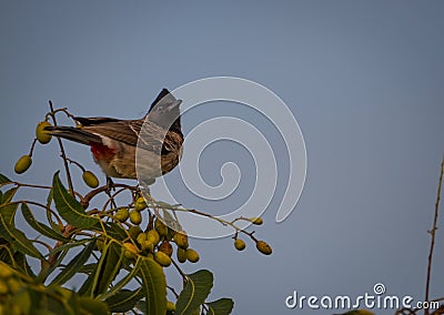 The red-vented bulbul Pycnonotus cafer Stock Photo