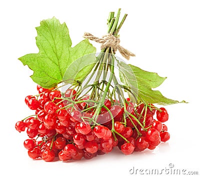 Red viburnum berries Stock Photo