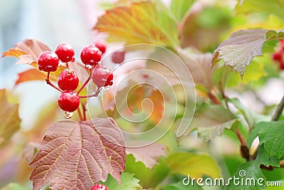 Red Viburnum berries in the tree after rain Stock Photo