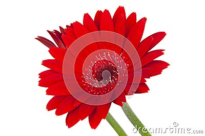 red vintage fresh gerbera flower isolated on the white background Cartoon Illustration