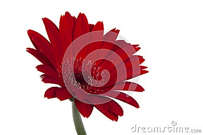 red vintage fresh gerbera flower isolated on the white background Cartoon Illustration