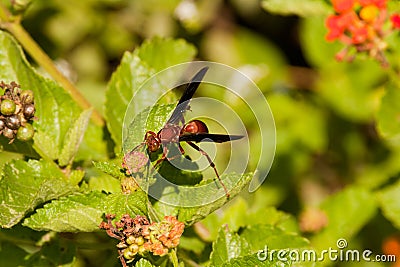 Red wasp Stock Photo