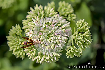 Red wasp in the flower garden Stock Photo