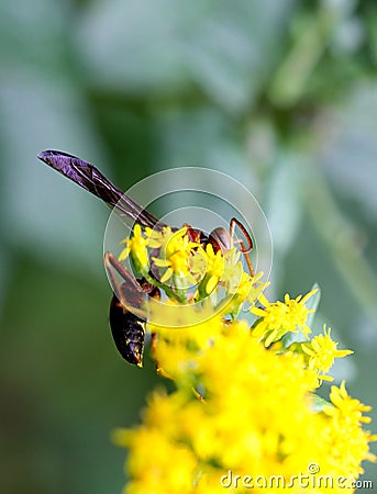 Red Wasp Stock Photo