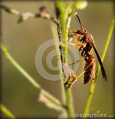 Red wasp Stock Photo