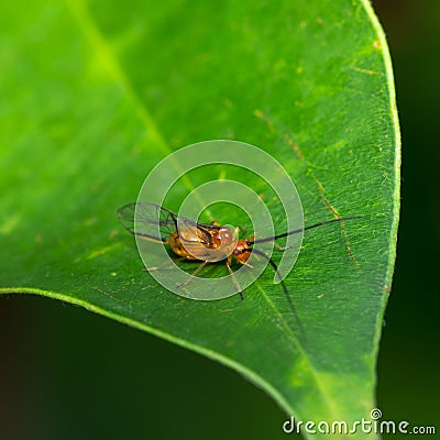 Red Wasp Stock Photo