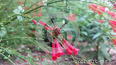 Red Wasp on Trumpet Flower Stock Photo