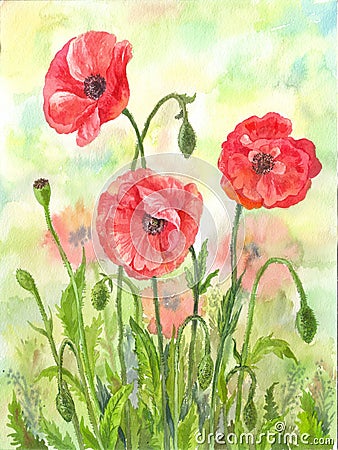 Red watercolor poppies illustration, hand drawn flowers Cartoon Illustration