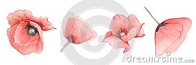 Red delicate watercolor poppy flowers Stock Photo