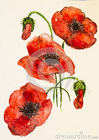 Red watercolour poppy flower Cartoon Illustration