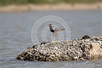 Red-wattled lapwing Stock Photo