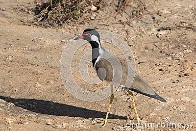 Red-wattled lapwing at Wilpattu Stock Photo