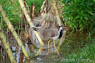 Red-wattled lapwing is an Asian lapwing or large plover, a wader in the family Charadriidae Stock Photo