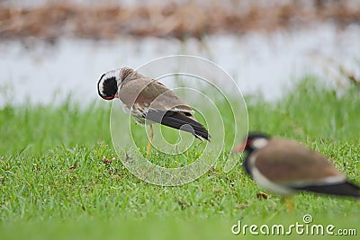 Red- wattled lapwing bird Stock Photo