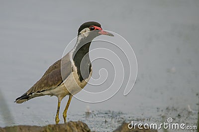 Red-wattled lapwing indian bird Stock Photo