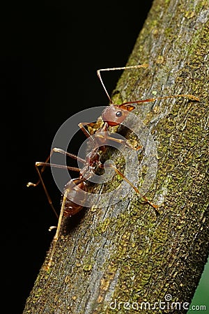 Red weaver ant on a twig Stock Photo