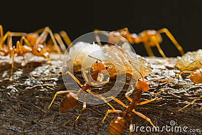 Red weaver ants Stock Photo