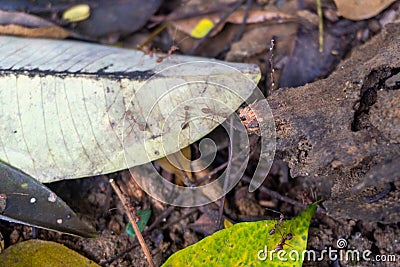 Red weaver ants swarm on plant leaves Stock Photo