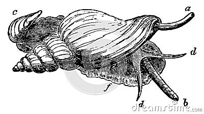 Red Whelk, vintage illustration Vector Illustration