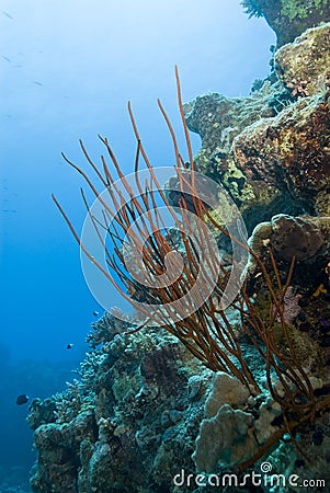 Red Whip coral on a tropical coral reef. Stock Photo