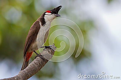 Red whiskered Bulbul Stock Photo