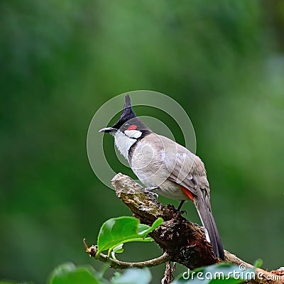 Red-whiskered Bulbul Stock Photo