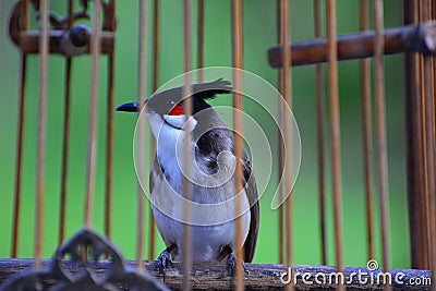 Red-whiskered bulbul in the birdcage Stock Photo