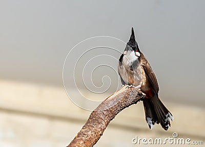 Red-whiskered Bulbul (Pycnonotus jocosus) in India Stock Photo