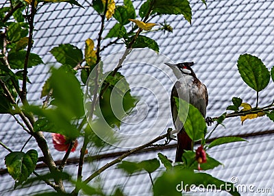 Red-whiskered Bulbul (Pycnonotus jocosus) in India Stock Photo