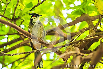 Red-whiskered or crested bulbul, Pycnonotus jocosus Stock Photo