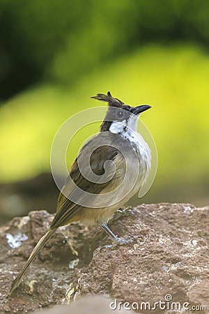 red-whiskered or crested bulbul, Pycnonotus jocosus Stock Photo