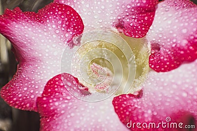 Red and white adenium flower Stock Photo