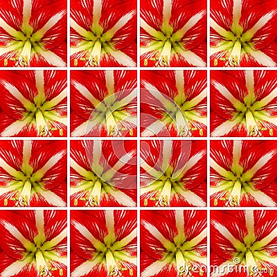 Red and white Amaryllis flower inside square shapes Stock Photo