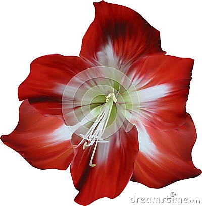 Red and white amaryllis isolated bloom Vector Illustration