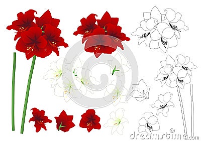 Red and White Amaryllis Outline - Hippeastrum. Christmas Flower. Vector Illustration. isolated on White Background. Vector Illustration