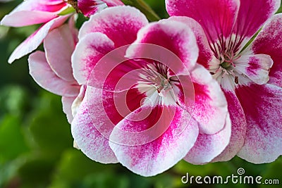 Red and white begonia flowers Stock Photo