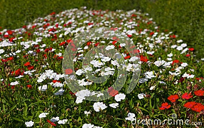 Red and white carnation flowers Stock Photo