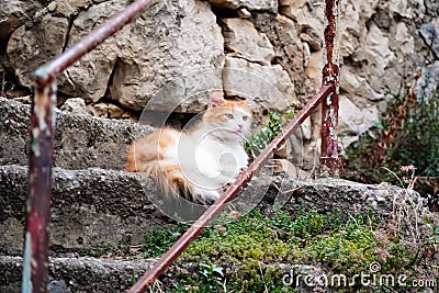 Red and white cat with a surprised look, Stock Photo