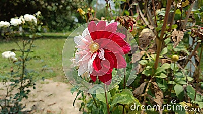 The Red and white color mixed Dahlia flower of Assam. Stock Photo