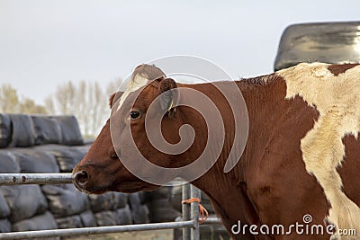 Red and white cow, breed of cattle MRIj standing next to a fence, with at the background silage bales. Stock Photo