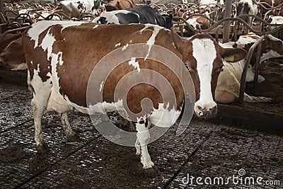 Red and white cow stands in full stable with other cows in the b Stock Photo