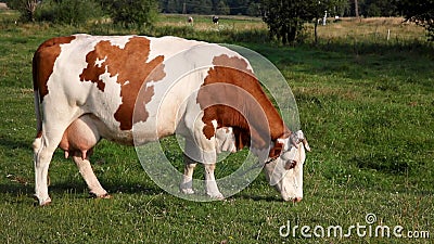 Red-white Cow Tied on a Chain Eats Grass. Chases Away Flies with Its ...