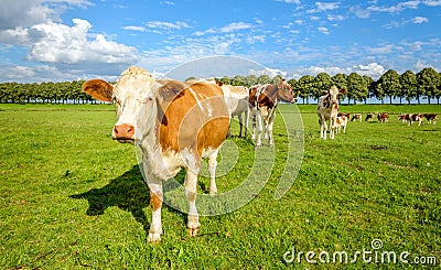 Red and white cows in a green meadow in summertime Stock Photo