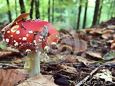 Red white-dotted amanita mushroom in autumn forest Stock Photo