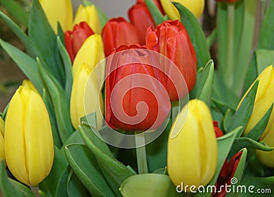 Red and white edged tulips with a large inflorescence and many petals. Red tulips with carved petals. Hybrid variety of tulips . Stock Photo