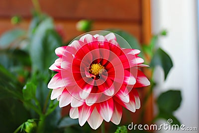 Red and white flower Stock Photo